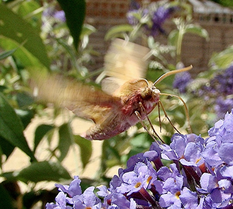 small elephant hawkmoth